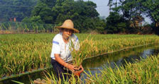 水稻种植10