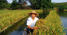 水稻种植11