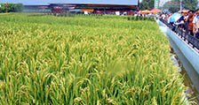 水稻种植16