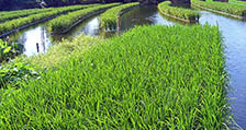 水稻种植27