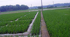 水稻种植35