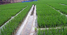水稻种植36