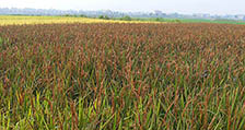 水稻种植37