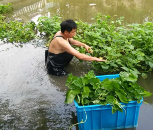 海安县河道种植空心菜